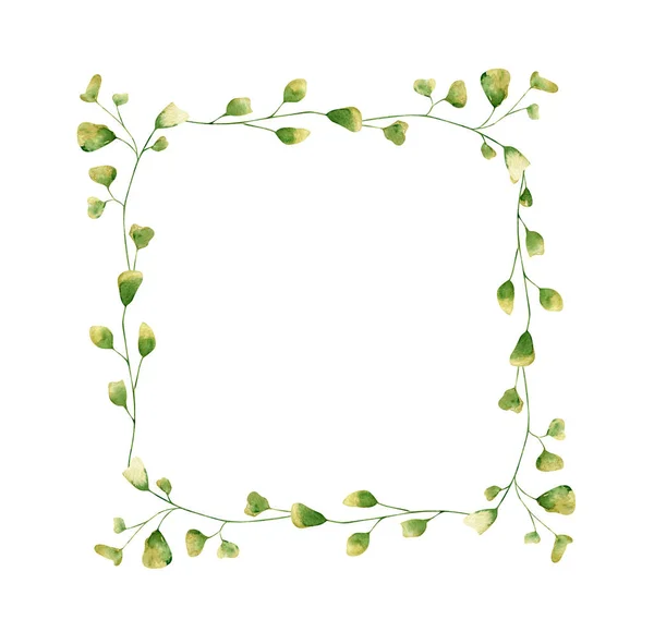 Акварель Цветочный Квадратный Кадр Ботаническая Иллюстрация Зелеными Растениями Травяными Листьями — стоковое фото