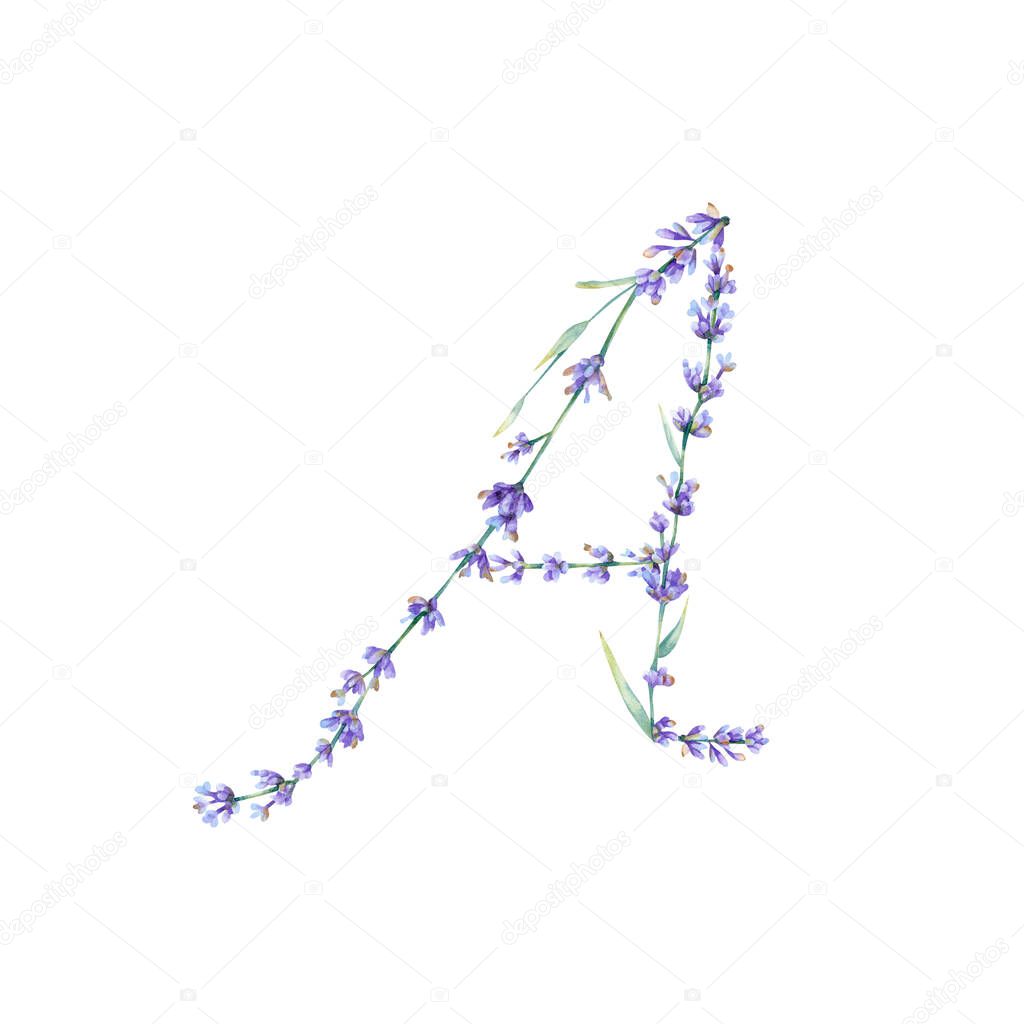 Floral Letter A. Watercolor hand drawn alphabet letter with  botanical illustration of lavender flowers, leaves and branch. Initial letter for logo, greeting cards, invitations