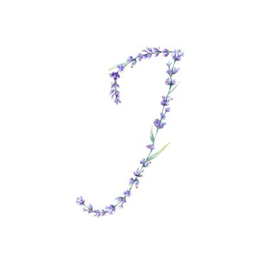 Çiçek Harfi J. Suluboya, alfabe harfini, lavanta çiçekleri, yapraklar ve dalların botanik illüstrasyonuyla çizdi. Logo için ilk mektup, tebrik kartları, davetiyeler