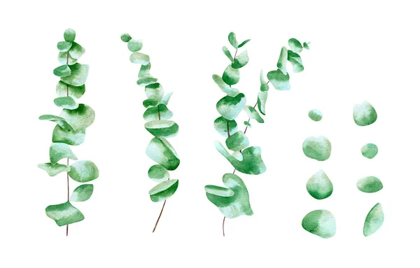 Aquarela Eucalipto Folhas Ramos Conjunto Ilustração Botânica Com Plantas Verdes — Fotografia de Stock