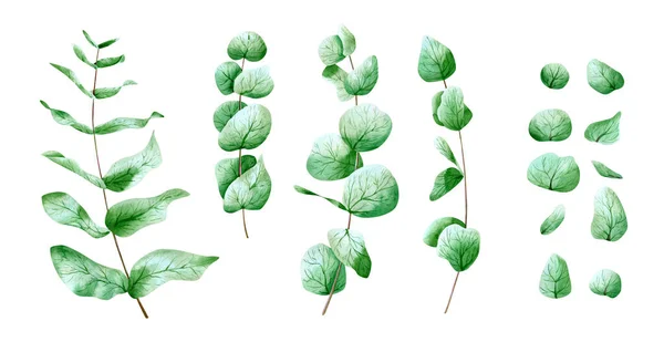 Conjunto Folhas Eucalipto Aquarela Ilustração Botânica Com Folha Planta Verde — Fotografia de Stock
