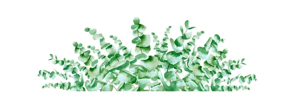 Sztandar Akwarelowy Liśćmi Eukaliptusa Kwiatowa Pozioma Rama Botaniczną Ilustracją Zielonych — Zdjęcie stockowe