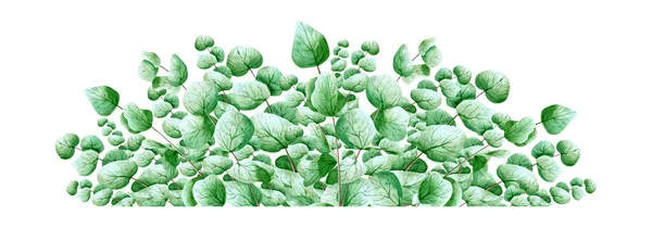 Vízszintes Akvarell Banner Eukaliptusz Levelekkel Virágkeret Botanikai Illusztráció Zöld Növények — Stock Fotó