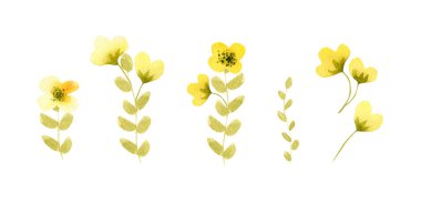 Suluboya, soyut çiçek koleksiyonu. Yeşil yapraklı şirin sarı kır çiçekleri ve yaz dekorasyonu, hediyelik eşya, davetiye tasarımı için dal.