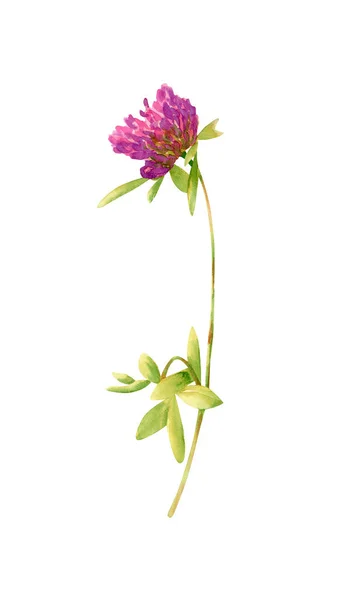 Watercolor Clover Illustration Botanical Background Wildflower Invitations Wedding Decor Souvenirs — Fotografia de Stock