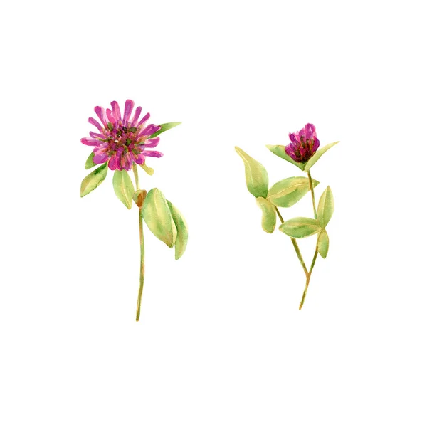 Ensemble Fleurs Trèfle Aquarelle Illustration Botanique Avec Fleurs Sauvages Pour — Photo
