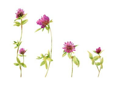 Suluboya yonca çiçek koleksiyonu. Yabani çiçekli botanik illüstrasyon, davetiyeler için yapraklar, düğün dekorları, hediyelikler, tebrik kartları tasarımı