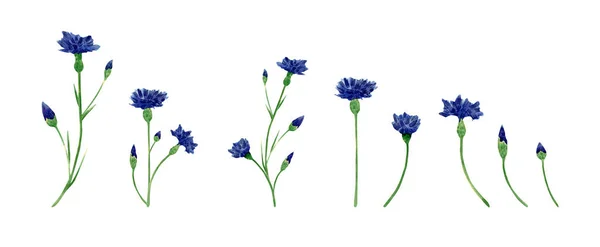 Watercolor Cornflower Collection Botanical Illustration Blue Knapweed Bluett Flower Bud — 스톡 사진