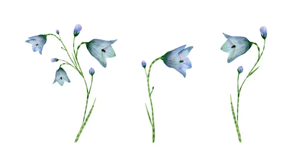 Watercolor Bluebell Flower Collection Botanical Illustration Blue Flowers Stem Bud — Fotografia de Stock