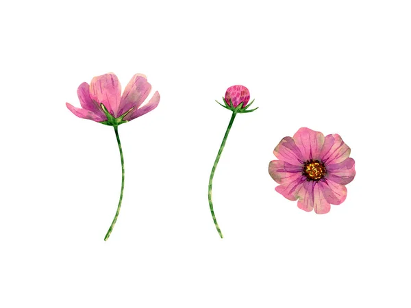 Watercolor Cosmos Flowers Collection Botanical Illustration Pink Violet Wildflowers Flowers — Stock Fotó