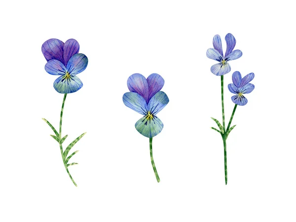 Watercolor Pansies Flower Collection Botanical Illustration Blue Flowers Stem Bud — Stock Fotó