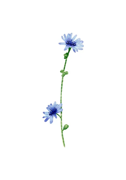 Watercolor Chicory Flower Illustration Botanical Illustration Blue Flowers Stem Bud — Stock Fotó
