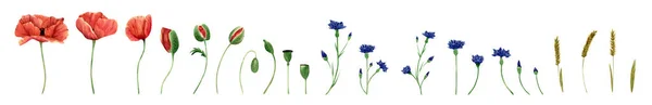 Watercolor Poppy Cornflower Spikelets Wheat Collection Botanical Illustration Poppies Bluet — Stock Fotó