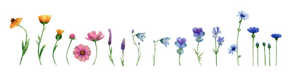 Watercolor Wildflowers Collection Botanical Illustration Calendula Flower Bluebell Chicory Cornflower — Fotografia de Stock