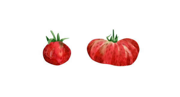 Akvarell Tomat Illustration Botanisk Illustration Med Röda Tomater Kärlek Äpple — Stockfoto