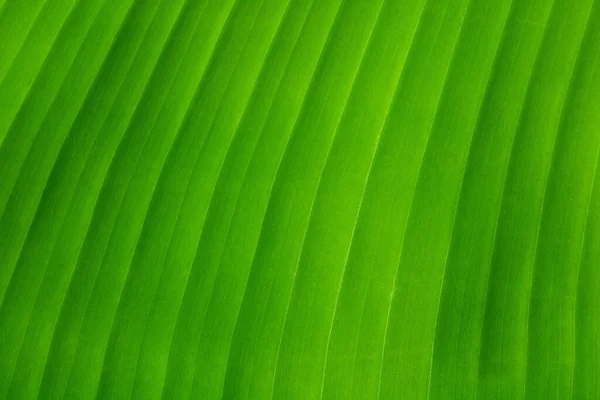 Feuille Banane Verte Une Plante Tropicale Naturelle Feuilles Palmier Vert — Photo