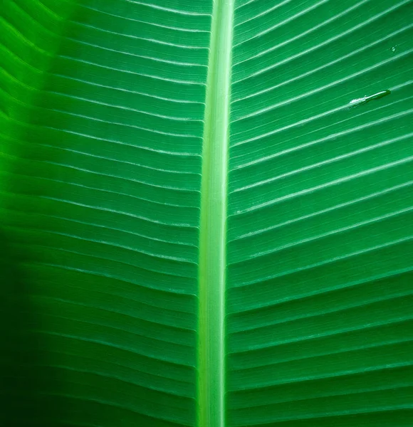 Feuille Banane Verte Une Plante Tropicale Naturelle Feuilles Palmier Vert — Photo