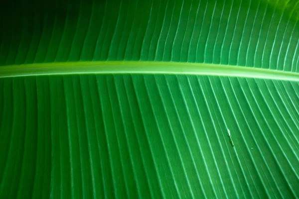 Feuille Banane Verte Une Plante Tropicale Naturelle Feuilles Palmier Vert — Photo