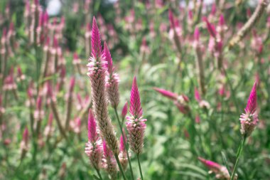 Çayırda pembe horoz ibiği, Celosia çiçeği açar. Celosia, tıbbi bir bitki olarak özellikleri olan tropik bir bitkidir.