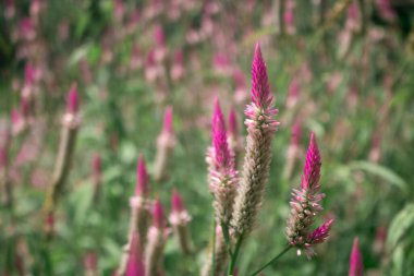 Çayırda pembe horoz ibiği, Celosia çiçeği açar. Celosia, tıbbi bir bitki olarak özellikleri olan tropik bir bitkidir.