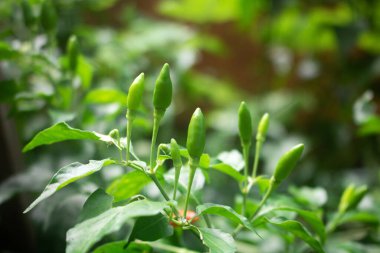 Fresh bird's eye chilies are planted in the garden. Chili is a spice, herb, and spicy food ingredient.