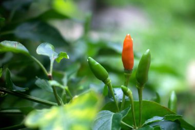 Fresh bird's eye chilies are planted in the garden. Chili is a spice, herb, and spicy food ingredient.