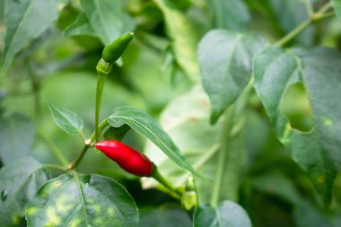 Fresh bird's eye chilies are planted in the garden. Chili is a spice, herb, and spicy food ingredient.