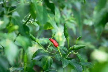 Fresh bird's eye chilies are planted in the garden. Chili is a spice, herb, and spicy food ingredient.