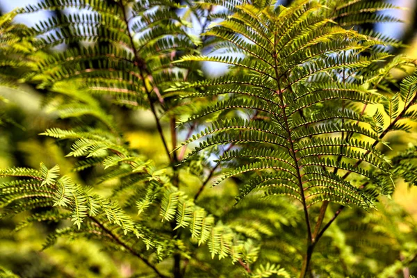 Widok Jacaranda Mimosifolia Ogrodzie Letnim Fotografia Żywym Charakterze — Zdjęcie stockowe