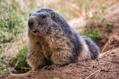 Doğal ortamdaki Alpine Marmot manzarası. Canlı doğa ve vahşi yaşamın fotoğrafçılığı.