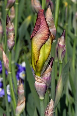 Bahar bahçesindeki leylak rengi İngiliz latifolia çiçeğinin yakın çekimi. Canlı doğanın makro fotoğrafları..