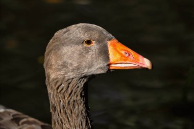 Gri-lag kaz gölde portresi. Canlı doğa ve vahşi yaşamın fotoğrafçılığı.