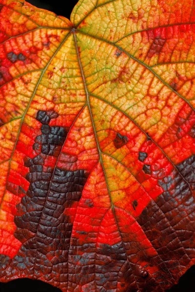 Sonbaharda Vitis Coignetiae Yaprağının Yakın Çekimi Canlı Doğanın Fotoğrafçılığı — Stok fotoğraf