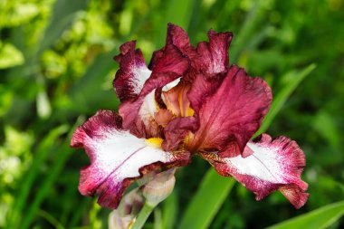 Bahar bahçesinde pembe-beyaz İngiliz latifolia çiçeğinin yakın çekimi. Canlı doğanın makro fotoğrafları..