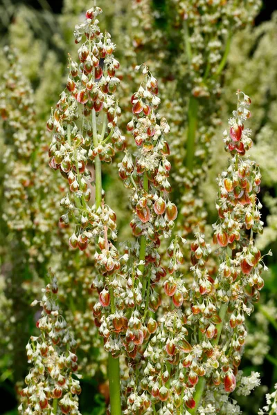 Widok Młodych Kwiatów Rabarbaru Ogrodzie Wiosennym Makrofotografia Żywym Charakterze — Zdjęcie stockowe