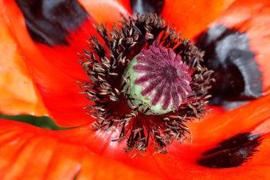 Bahar bahçesindeki kırmızı papaver oryantasına yakın çekim. Canlı doğanın makro fotoğrafları..