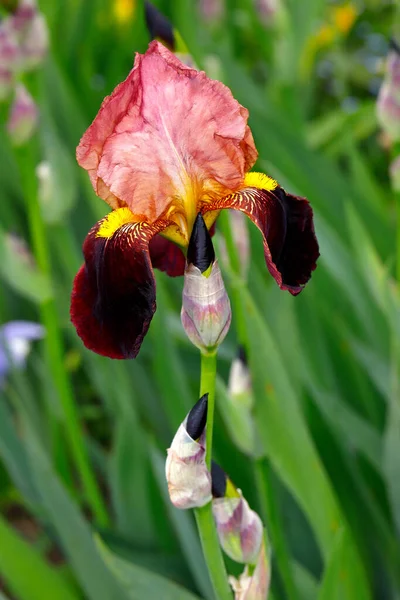 春の庭で赤い英語のアイリスLatifolia花のクローズアップ 生き生きとした自然のマクロ写真 — ストック写真