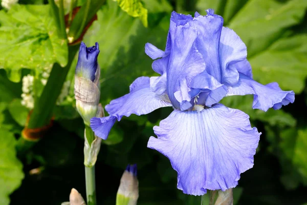 Bahar bahçesindeki leylak rengi İngiliz latifolia çiçeğinin yakın çekimi. Canlı doğanın makro fotoğrafları..