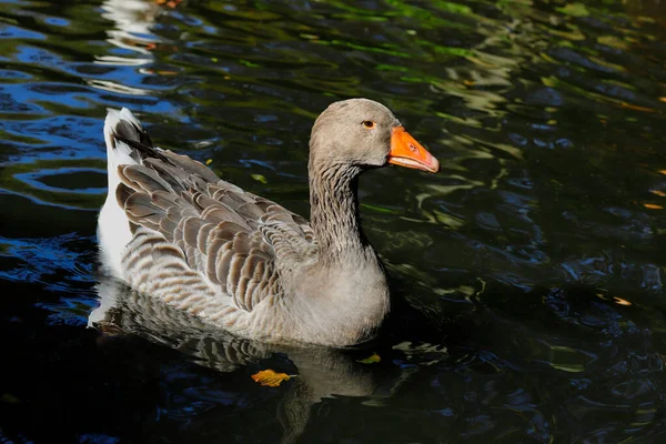 Vista Lateral Del Ganso Greylag Nadando Lago Fotografía Naturaleza Viva —  Fotos de Stock