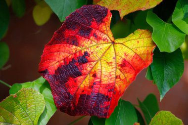 Ekim ayının bahçesinde vitis coignetiae yaprakları görülüyor. Canlı doğanın makro fotoğrafları..