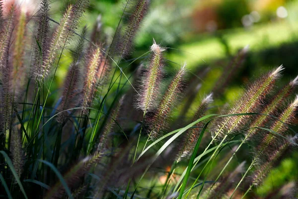 Άποψη Του Βυσσινί Fountaingrass Στο Πεδίο Άνοιξη Μακρο Φωτογραφία Της — Φωτογραφία Αρχείου