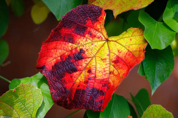 Blick Auf Blätter Der Vitis Coignetiae Oktober Garten Makrofotografie Lebendiger Stockbild