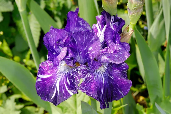 Bahar bahçesindeki leylak beyazı İngiliz latifolia çiçeğinin yakın çekimi. Canlı doğanın makro fotoğrafları..