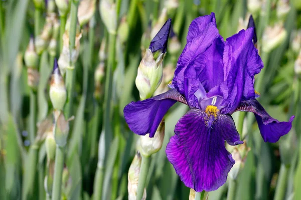 Primer Plano Flor Iris Latifolia Inglesa Lila Jardín Primavera Macro — Foto de Stock