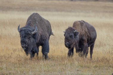 Yellowstone Ulusal Parkı, Idaho, Wyoming, Bison, Gayzerler, Dağlar, Grand Tetons