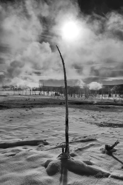 Yellowstone National Park Geysers Wildlife Winter Snow Volcano Bison Coyote — Stock Photo, Image