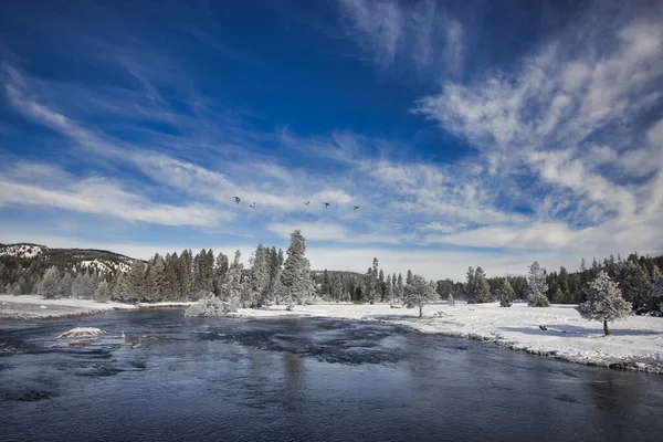 Parco Nazionale Yellowstone Geyser Fauna Selvatica Inverno Neve Vulcano Bisonte — Foto Stock