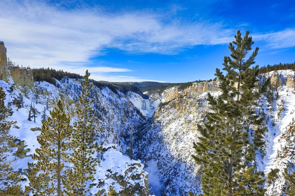 Yellowstone National Park Geysers Wildlife Winter Snow Volcano Bizon Coyote Royalty Free Stock Fotografie