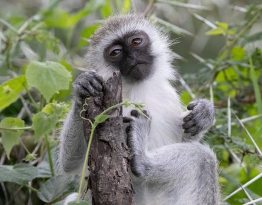 Serengeti, NgoroNgoro, Ndutu Vahşi Yaşam Safari Aslanlar, Zebralar, Antiloplar, sırtlan Burnu Bufalo, Zürafa, Fil, Leoparlar, Cerval Kediler, Ceylan, Gergedan