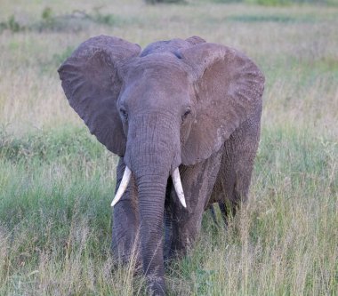 Serengeti, NgoroNgoro, Ndutu Vahşi Yaşam Safari Aslanlar, Zebralar, Antiloplar, sırtlan Burnu Bufalo, Zürafa, Fil, Leoparlar, Cerval Kediler, Ceylan, Gergedan
